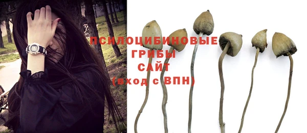 гашик Пересвет